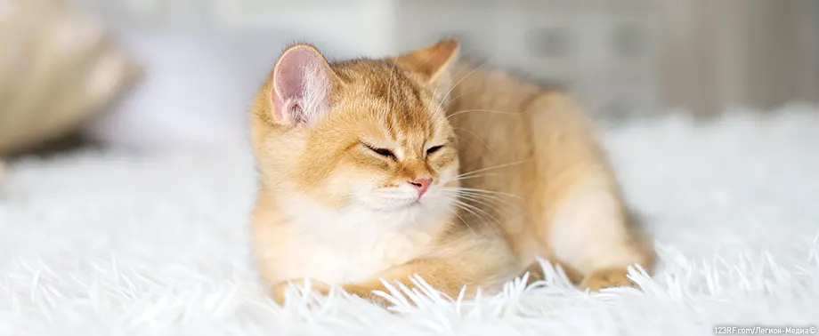 Как часто можно мыть кошку?