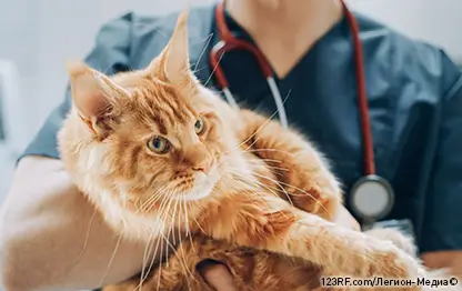 Свищ у кошек