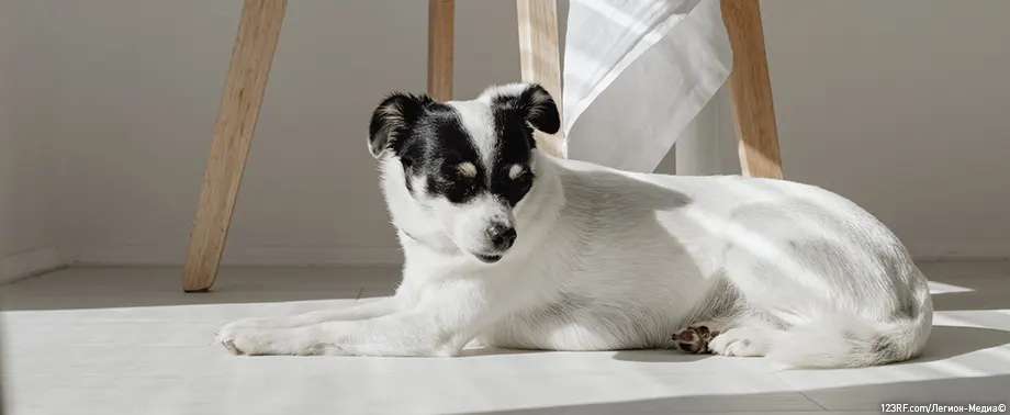 Есть ли течка у кастрированных стерилизованных собак?