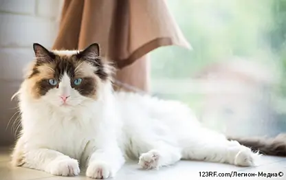 Липидоз у кошек
