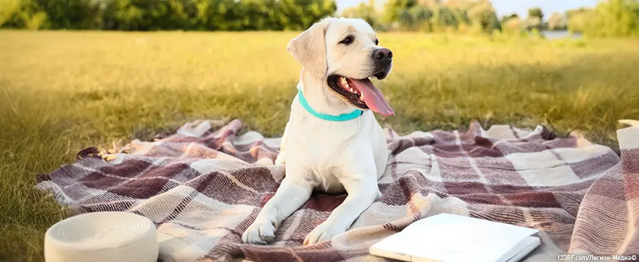 Сколько живут лабрадоры