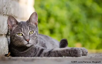 Бывает ли у кошек экзема?