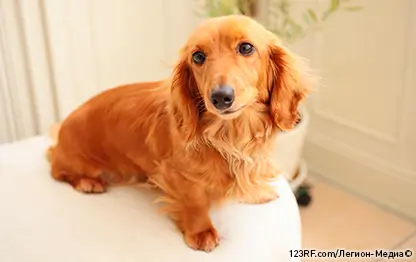 Алопеция у собак
