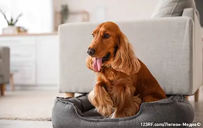 Колит у собак