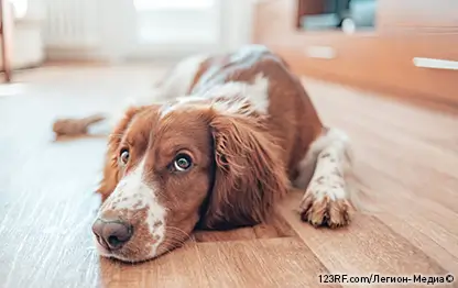 Как померить температуру собаке?