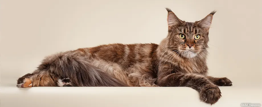 Беременность у породы мейн-кун: сколько длится и как проходит