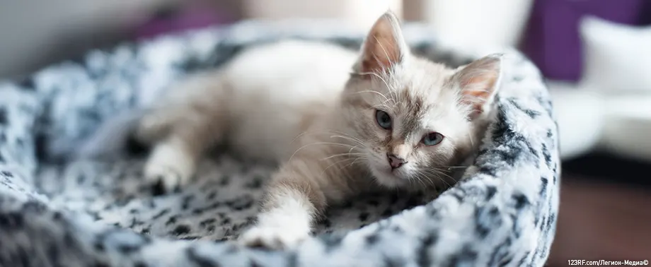 «Глисты» у котенка — как понять, что они есть и как правильно «проглистогонить» питомца