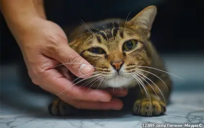 У кошки выпадает шерсть: что делать?