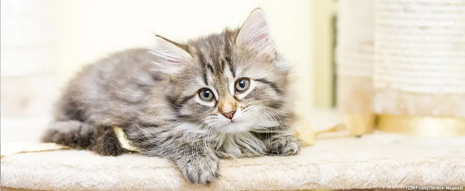 Как отучить котенка писать на кровать — что нужно делать владельцу?