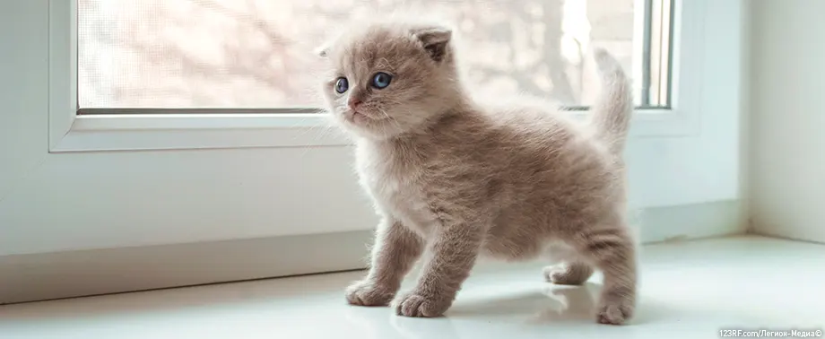 Как понять, что маленький котенок хочет в туалет?