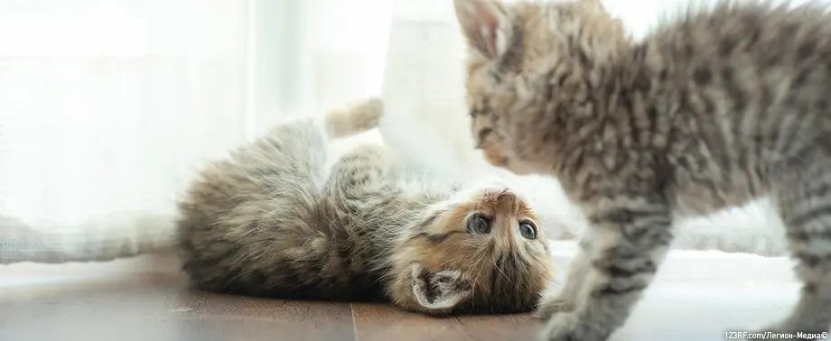 Как успокоить котенка и что делать с гиперактивным питомцем?