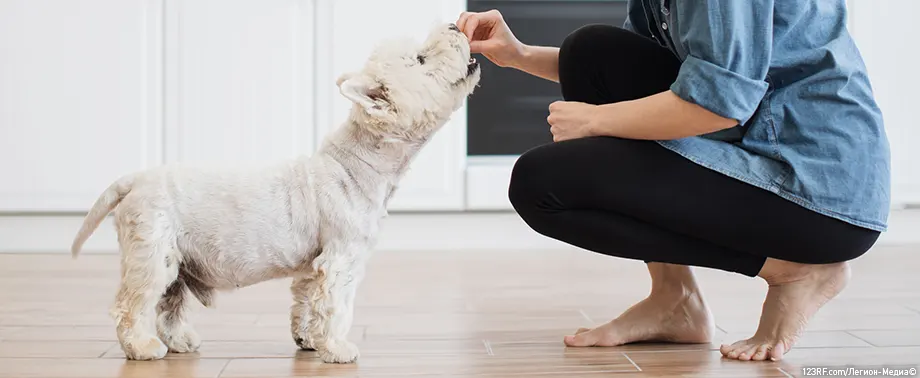 Можно ли давать хлеб собакам?