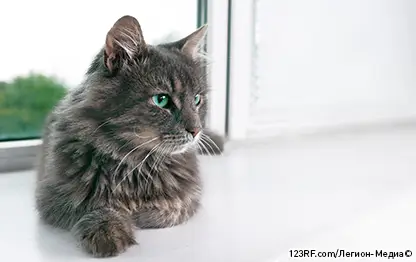 Почему кошки мнут лапами