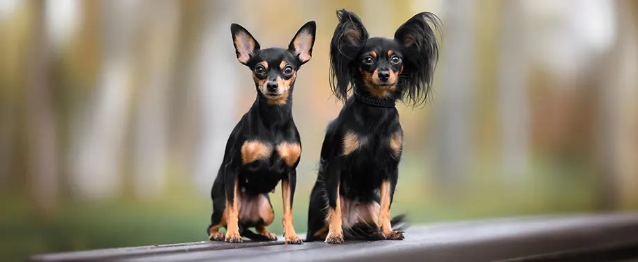 Беременность у породы той-терьер: сколько длится и как проходит