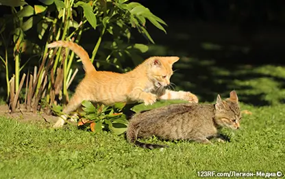 Как подружить двух кошек