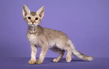 Кудрявые породы кошек