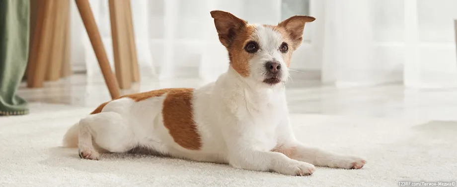 Бычий корень для собак