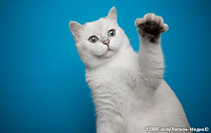 Породы белых кошек