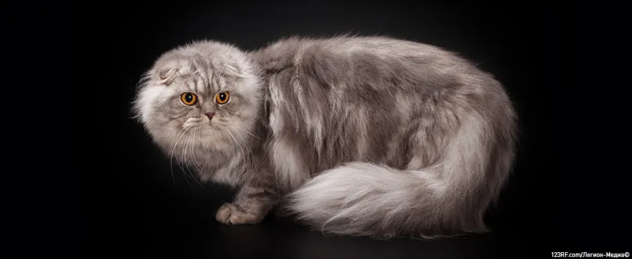 Чем кормить шотландскую вислоухую кошку?