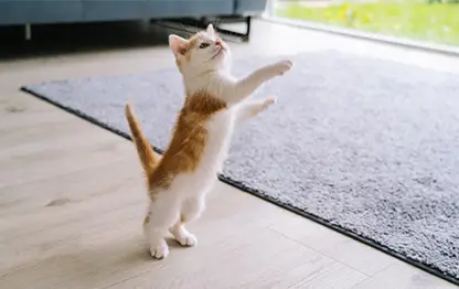 Можно ли кошкам сыр?