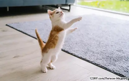 Можно ли кошкам сыр?