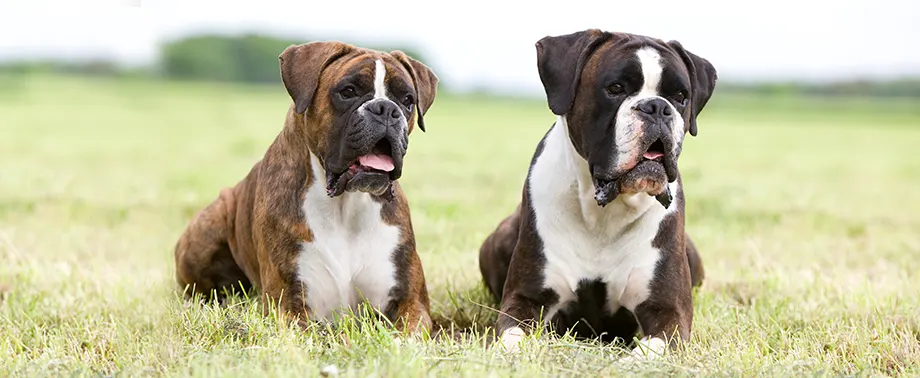 Брахицефальная собака