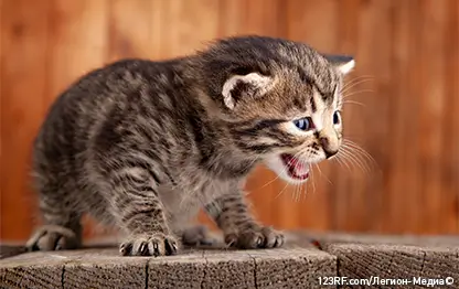 Почему кошки мяукают