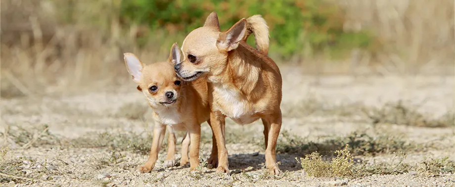 Гладкошерстные породы собак
