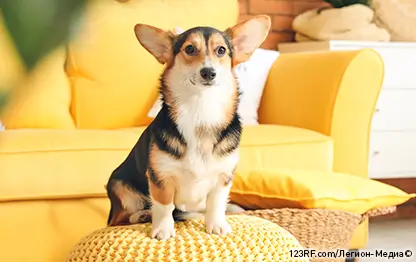 Как отучить собаку метить?