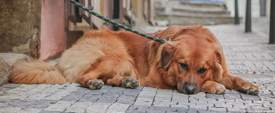 Что делать, если встретил незнакомую собаку?