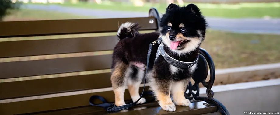 Шлейка или ошейник для собаки: что лучше?