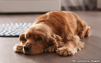 Синдром Кушинга у собак