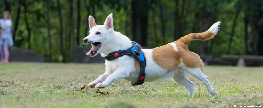 Польза углеводов для собак