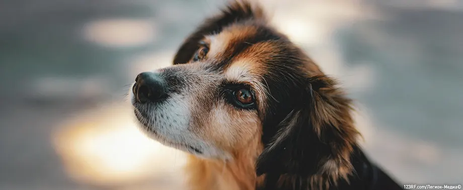 Беспородная собака
