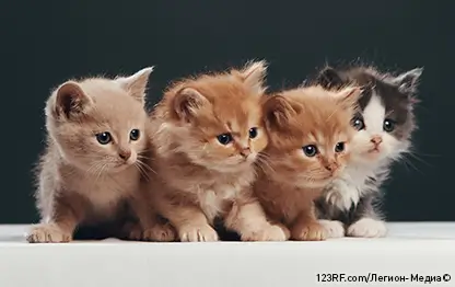 Прививки котятам и ревакцинация