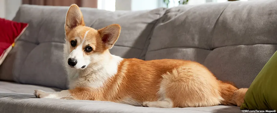 Как ухаживать за корги