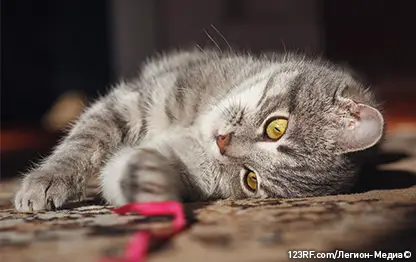 Кот после кастрации