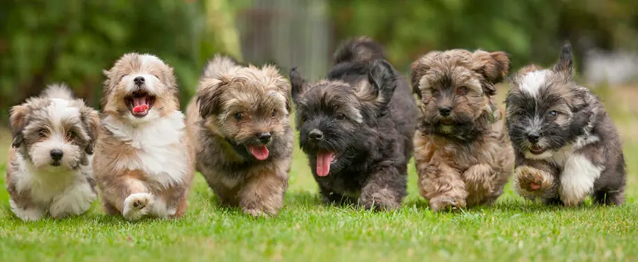 Декоративные породы собак