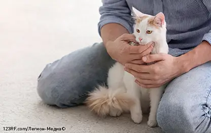 Глисты у кошек