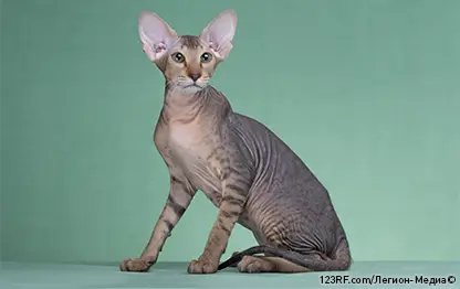 Русские породы кошек