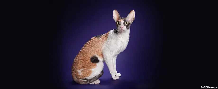 Породы кошек, которые не линяют