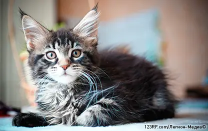 Спокойные породы кошек