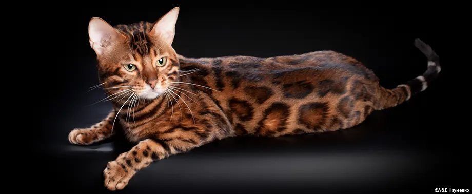 Умные породы кошек