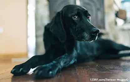 Вакцинация собак