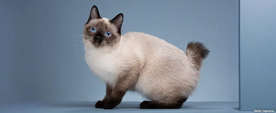Породы кошек с большими глазами