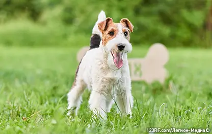 Прививка от бешенства собаке