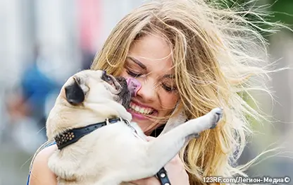 Почему собака лижет владельца