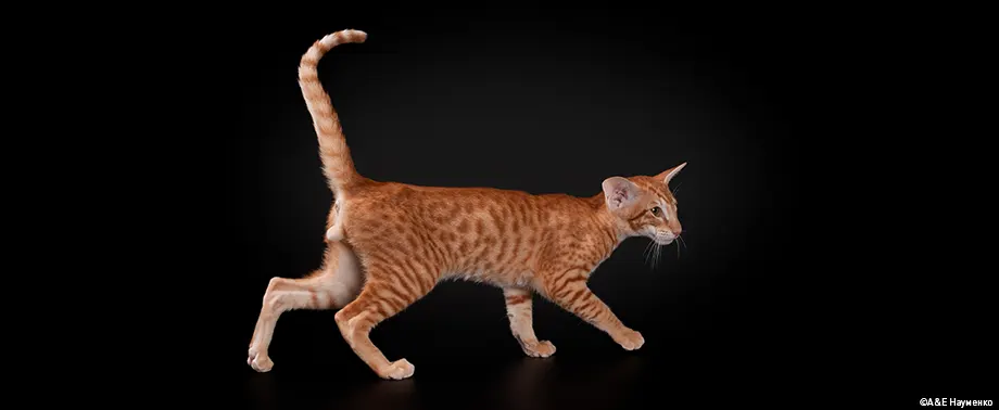 Чем кормить ориентала