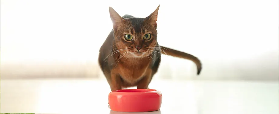 Чем кормить абиссинскую кошку