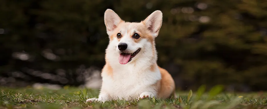 Милые породы собак